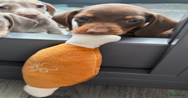Miniature Dachshund dogs - Advert 4