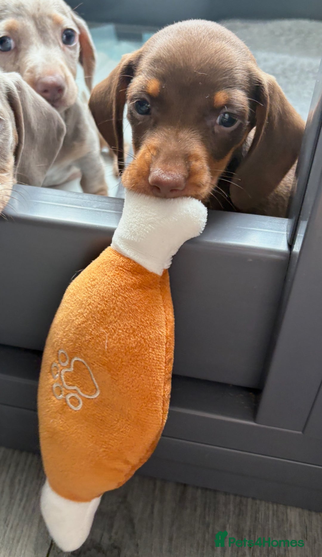 Miniature Dachshund dogs for sale: Beautiful teeny tiny mini dachshunds  - Image 14