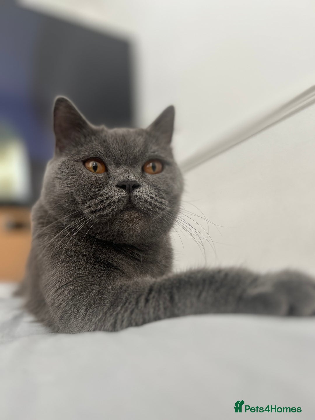 British Shorthair cats for sale: British shorthair kittens  - Image 2