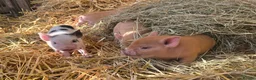 Pig livestock for sale: 🐷 MINI PIGLETS LOOKING FOR THEIR FOREVER HOMES 🐷 - Advert 10