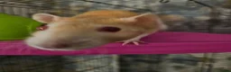 Rat rodents for sale: 2 lovely female rats with cage and accessories  - Advert 8