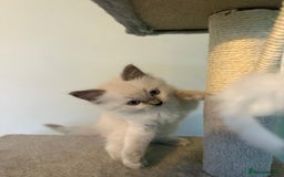 Ragdoll cats for sale: Beautiful blue point kittens - Advert 5