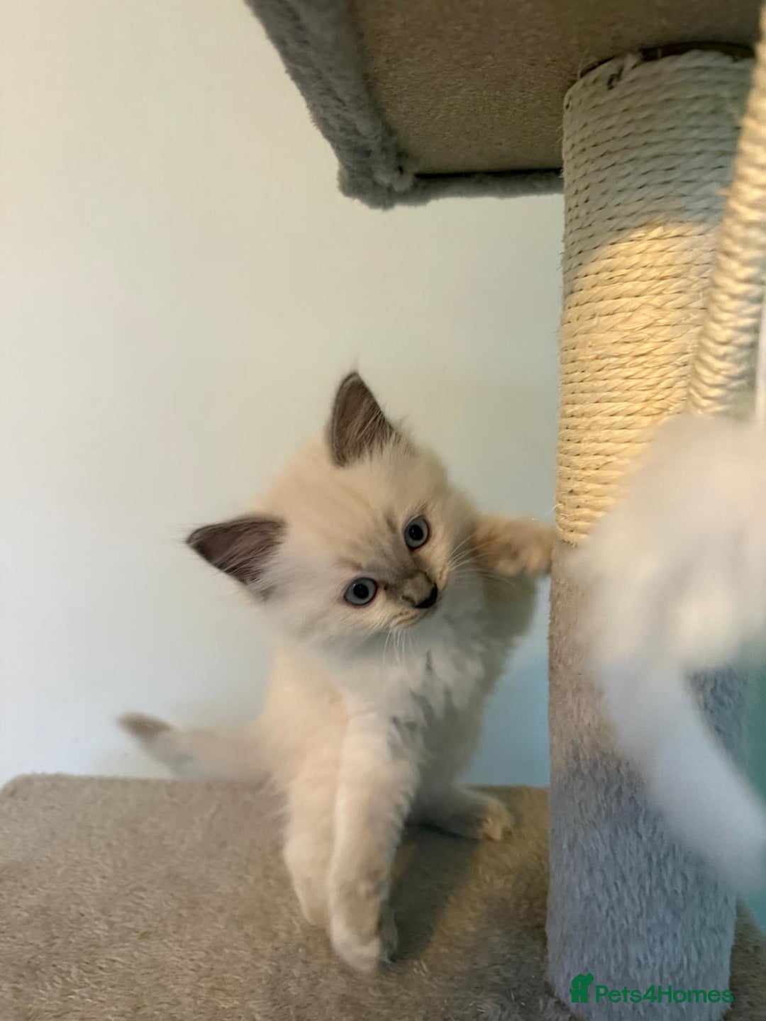 Ragdoll cats for sale: Beautiful blue point kittens - Advert 5