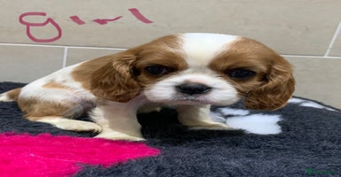 Cavalier King Charles Spaniel dogs - Advert 8