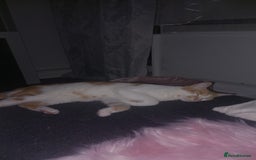 European cats for sale: LULU  - Image 4