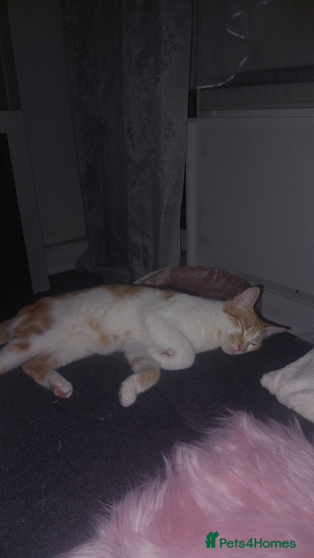 European cats for sale: LULU  - Image 4