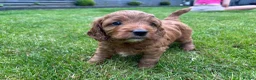Cockapoo dogs for sale: Cockapoo Puppy *LAST BOY* - Advert 17