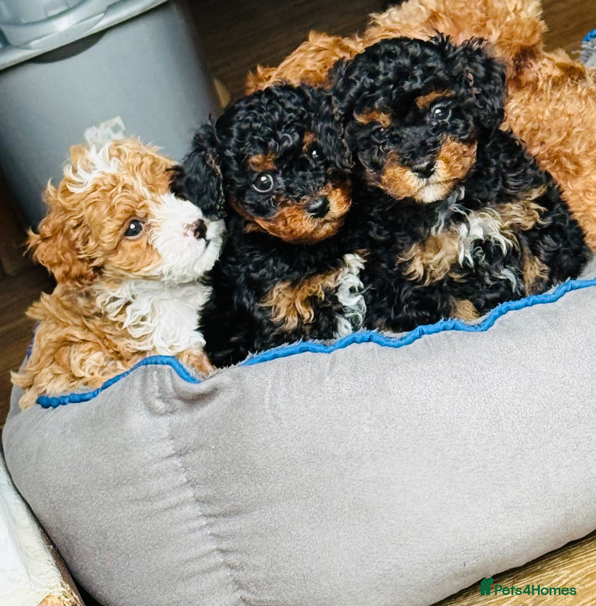 Cavapoo dogs Cavapoo Puppies  - Advert 12
