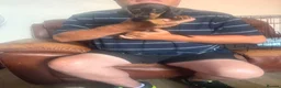 Miniature Dachshund dogs for sale: Miniature dachshund puppies - Advert 3
