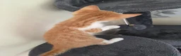 Mixed Breed cats for sale: Beautiful kittens looking for their forever homes  - Advert 27