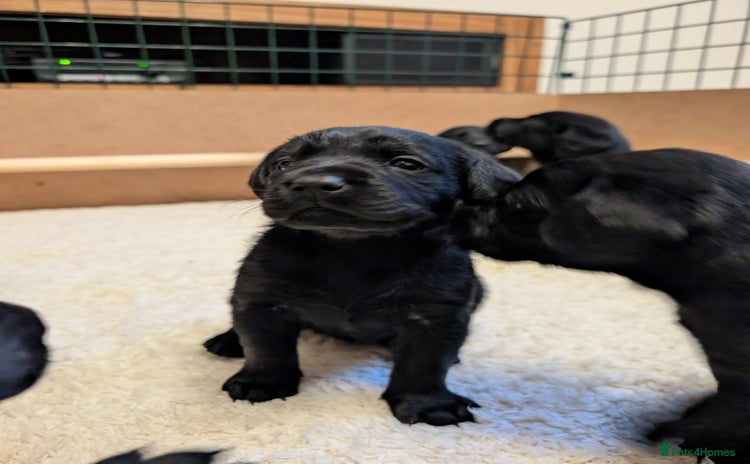Labrador Retriever dogs Gorgeous litter of KC registered black labs - Advert 1