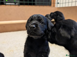 Labrador Retriever dogs Gorgeous KC registered black labrador puppies - Advert 14