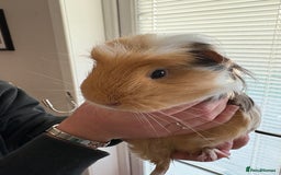 Guinea Pig rodents for sale: 3 female guinea pigs - Image 8