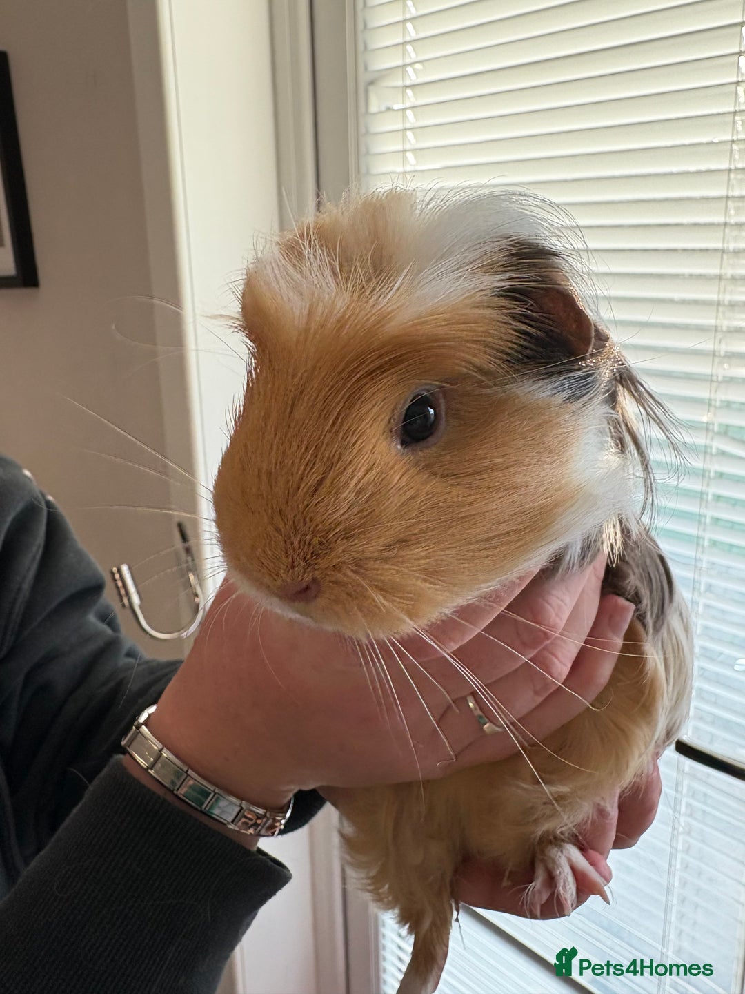 Guinea Pig rodents for sale: 3 female guinea pigs - Image 8