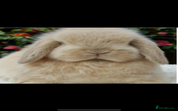 Mini Lop rabbits for sale: Stunning pure mini lop baby rabbits  - Image 13