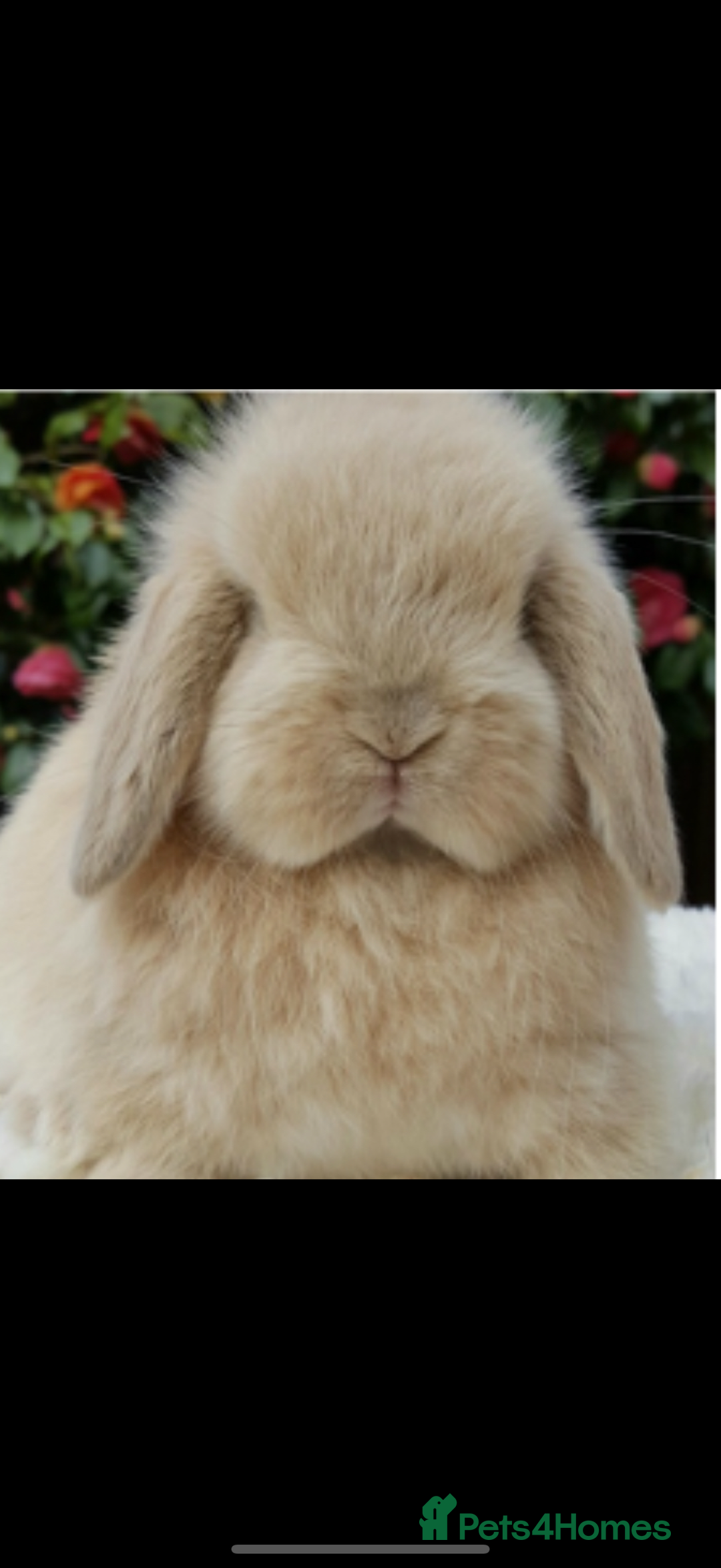 Mini Lop rabbits for sale: Stunning pure mini lop baby rabbits  - Image 13