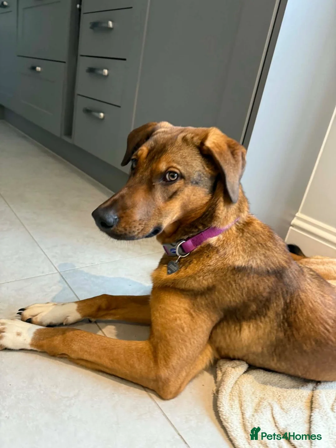 Mixed Breed dogs for adoption: Ira is looking for her forever home in Dunmow - Advert 5