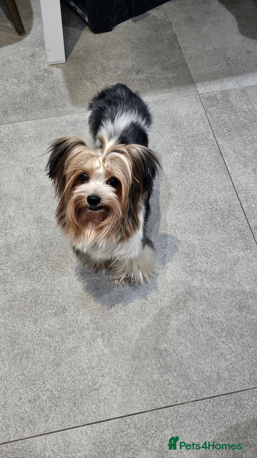 Yorkshire Terrier dogs for sale: 3 boys biewer yorkshire terrier with IHR Pedigree - Advert 19