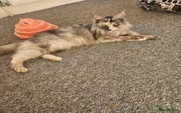 Maine Coon cats for sale: 2 beautiful maine Coon cats  - Image 4