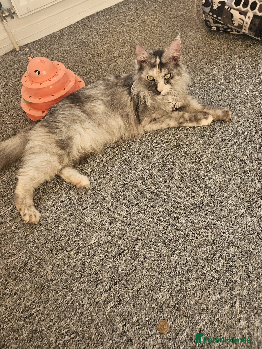 Maine Coon cats for sale: 2 beautiful maine Coon cats  - Image 4