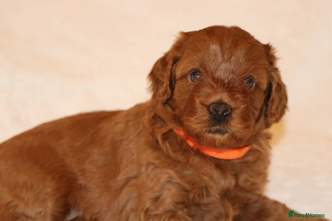 Cavapoo dogs for sale: Cavapoo 🐶 - Advert 2