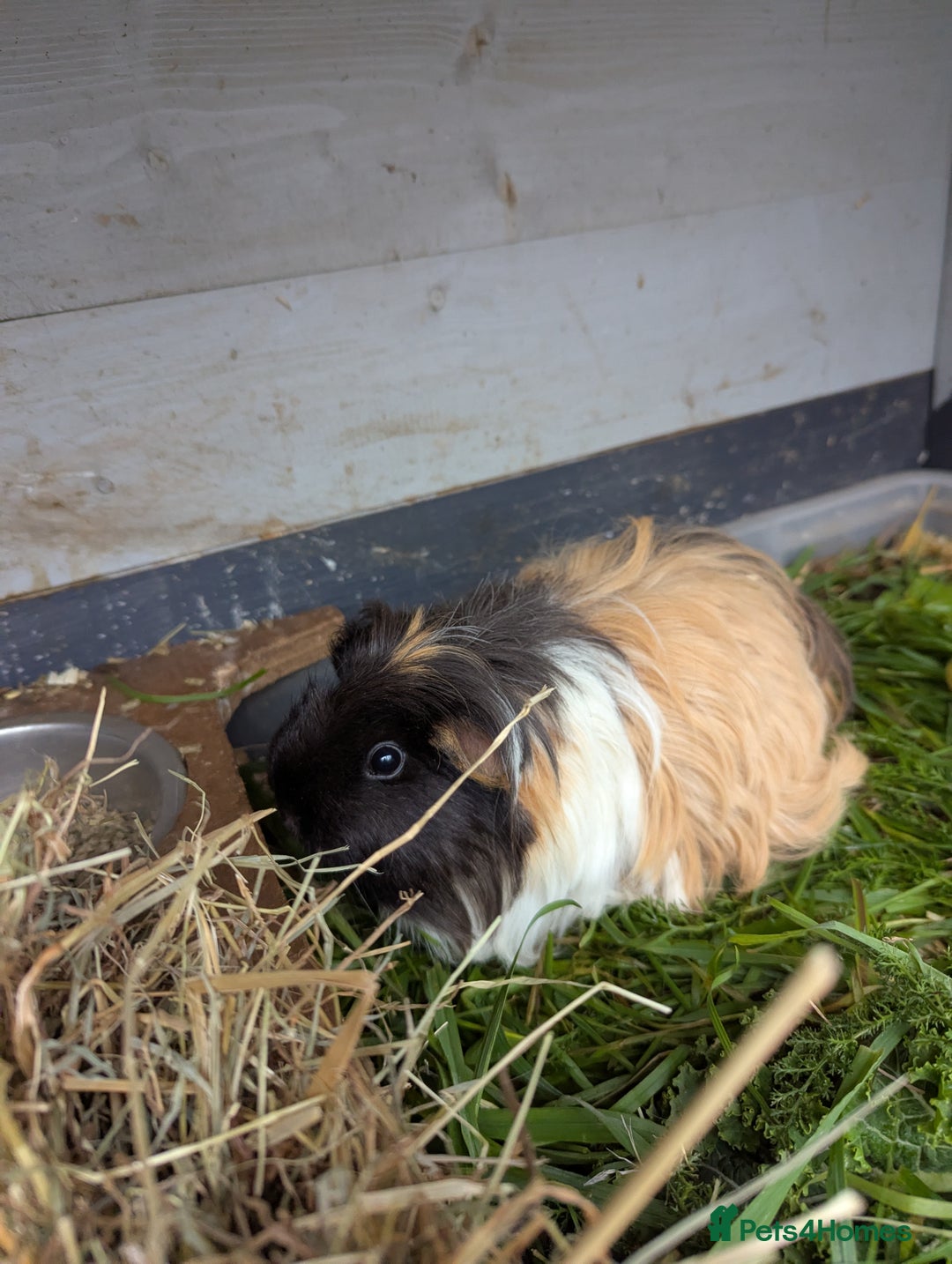 Guinea Pig rodents for sale: Sheltie guinea pig looking for a new home + friend - Advert 2