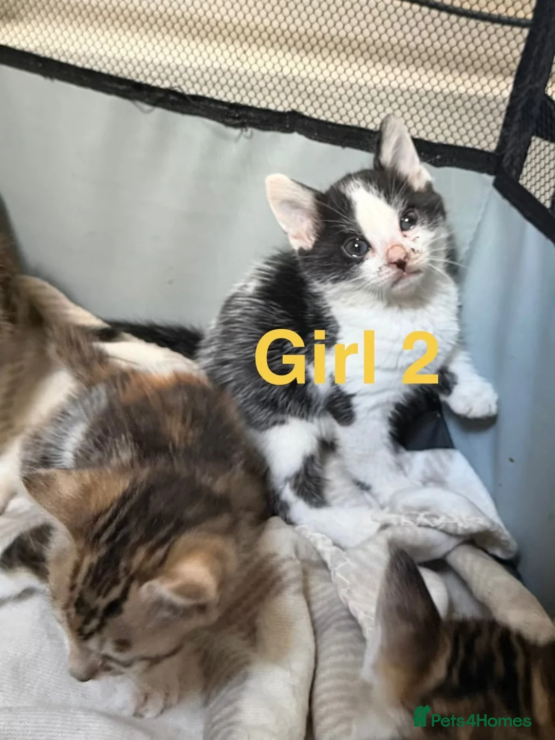 Bengal cats for sale: Bengal / Norwegian forest - Advert 35