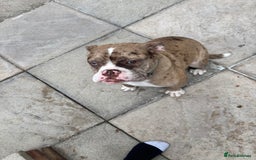 Olde English Bulldogge dogs for sale: Female olde English bulldogge - Image 3