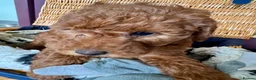 Miniature Poodle dogs for sale: Miniature Poodle puppies. Health tested parents!  - Advert 24