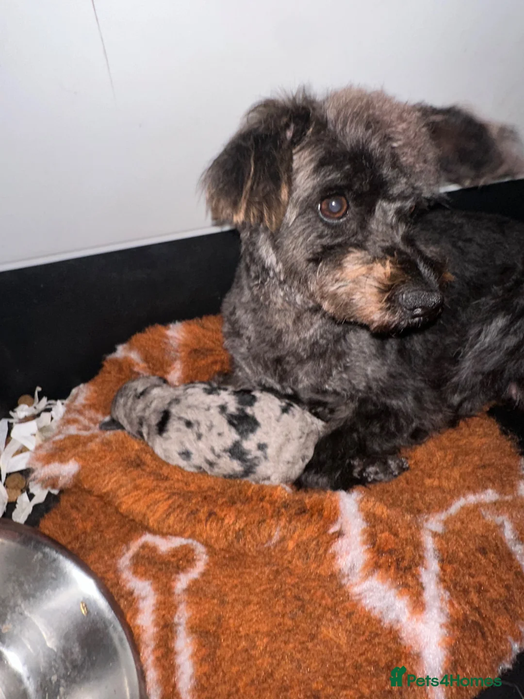 Schnoodle dogs for sale: F1B Stunning Merle Schnoodle  - Advert 6