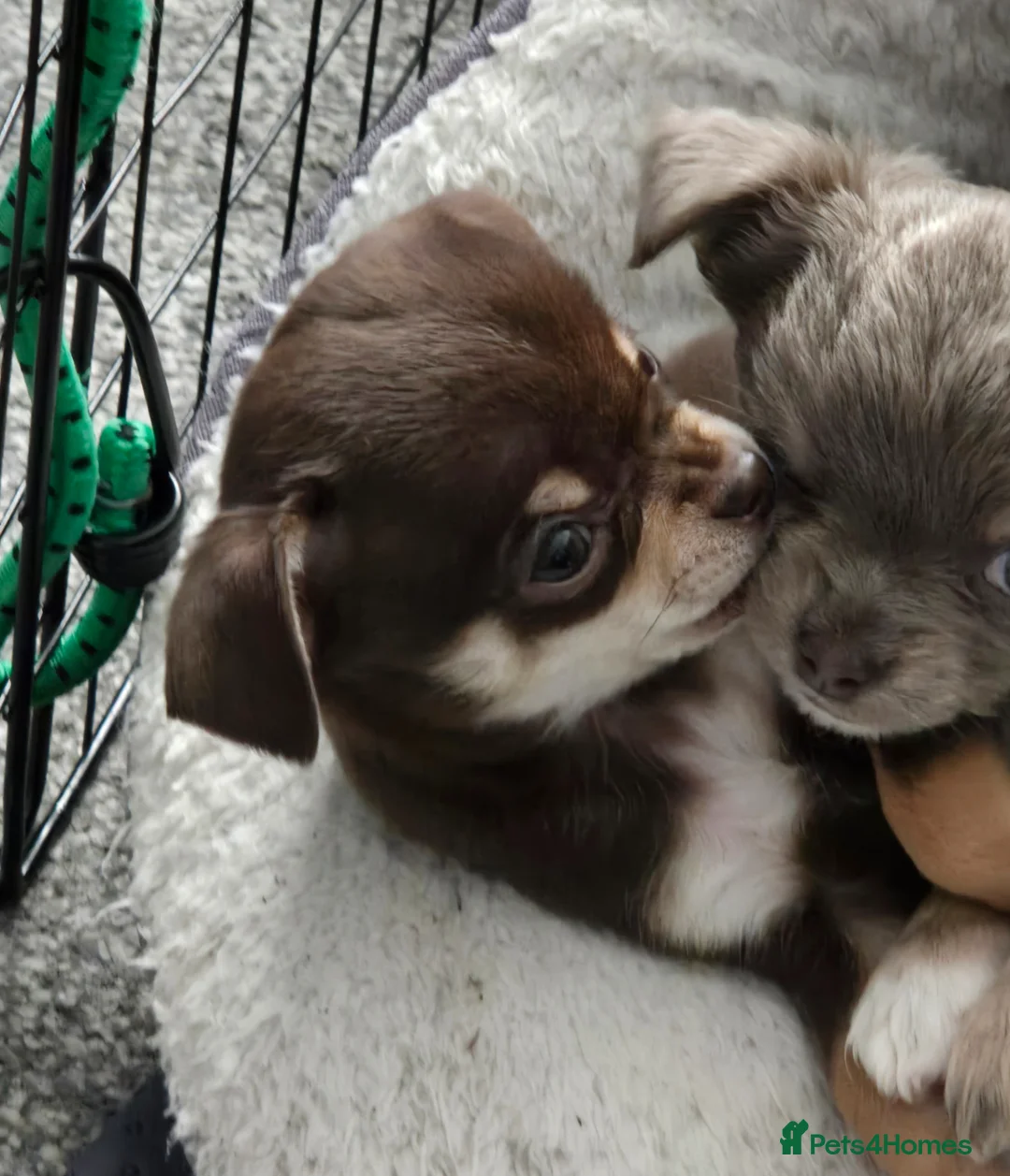 Chihuahua dogs for sale: Chihuahuas Long and short haired - Advert 22