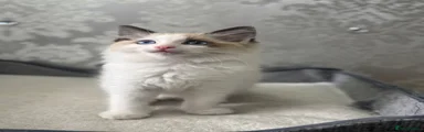 Ragdoll Kitten 1