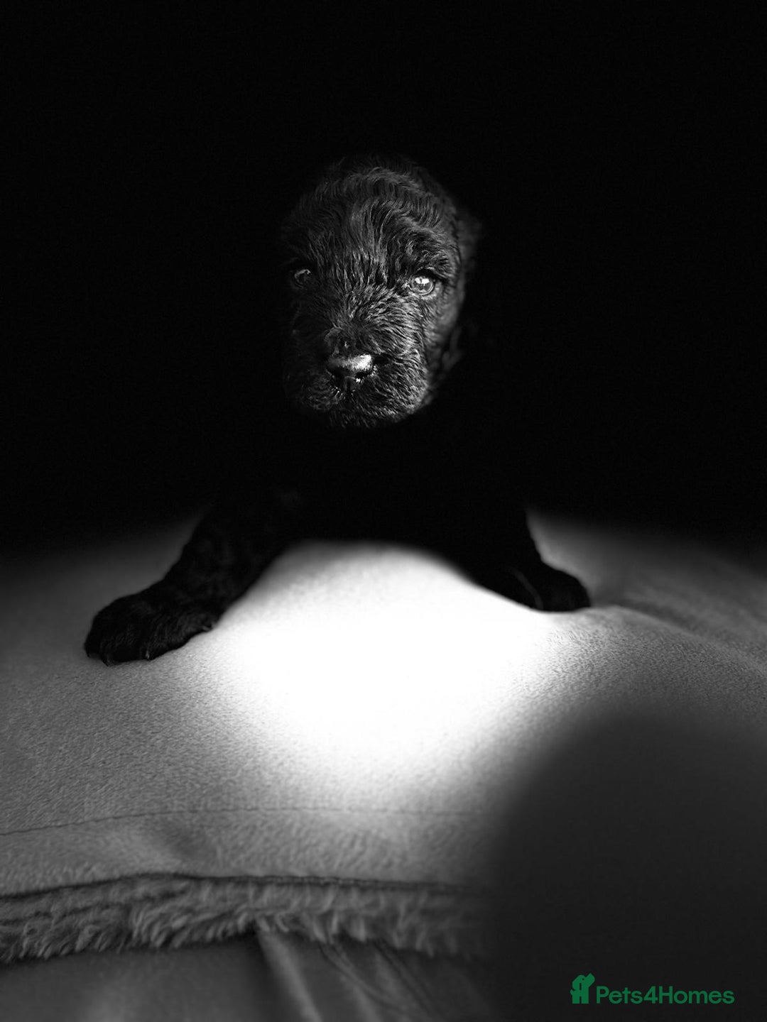 Cockapoo dogs for sale: Cockerpoo f1b - Image 1