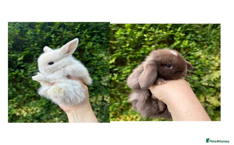 Mini Lop rabbits - Advert 6