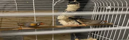Finches birds for sale: Zebra finches - Advert 5