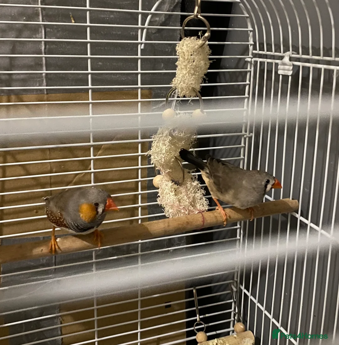 Finches birds for sale: Zebra finches - Advert 5