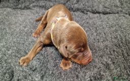 Dobermann dogs for sale: Top line doberman puppies - Image 6