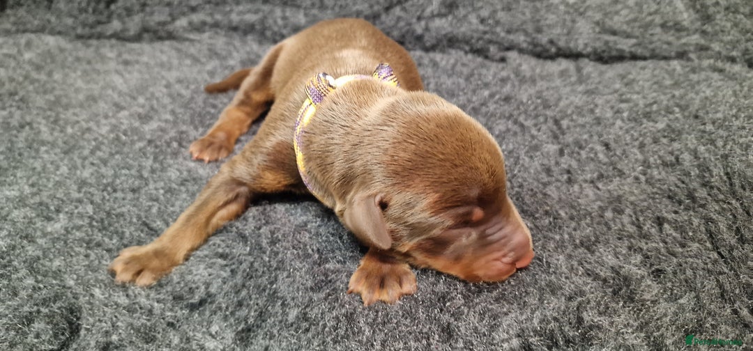 Dobermann dogs for sale: Top line doberman puppies - Image 6