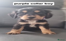 Cocker Spaniel dogs for sale: Show type x working cocker spaniel pups  - Image 2