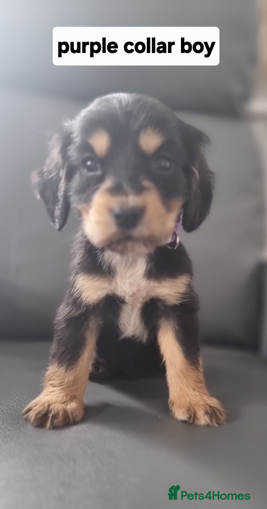 Cocker Spaniel dogs for sale: Show type x working cocker spaniel pups  - Image 2