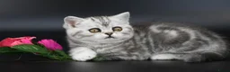 Scottish Fold cats for sale: LICENSED CATTERY PURE BREED TOP QUALITY KITTENS - Advert 28