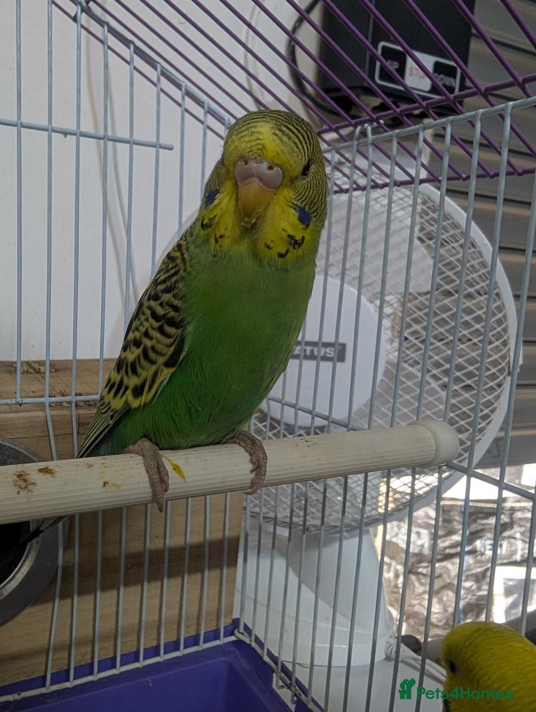 Budgerigars birds for sale: Budgies for Sale Many colours Cages Available  - Image 4