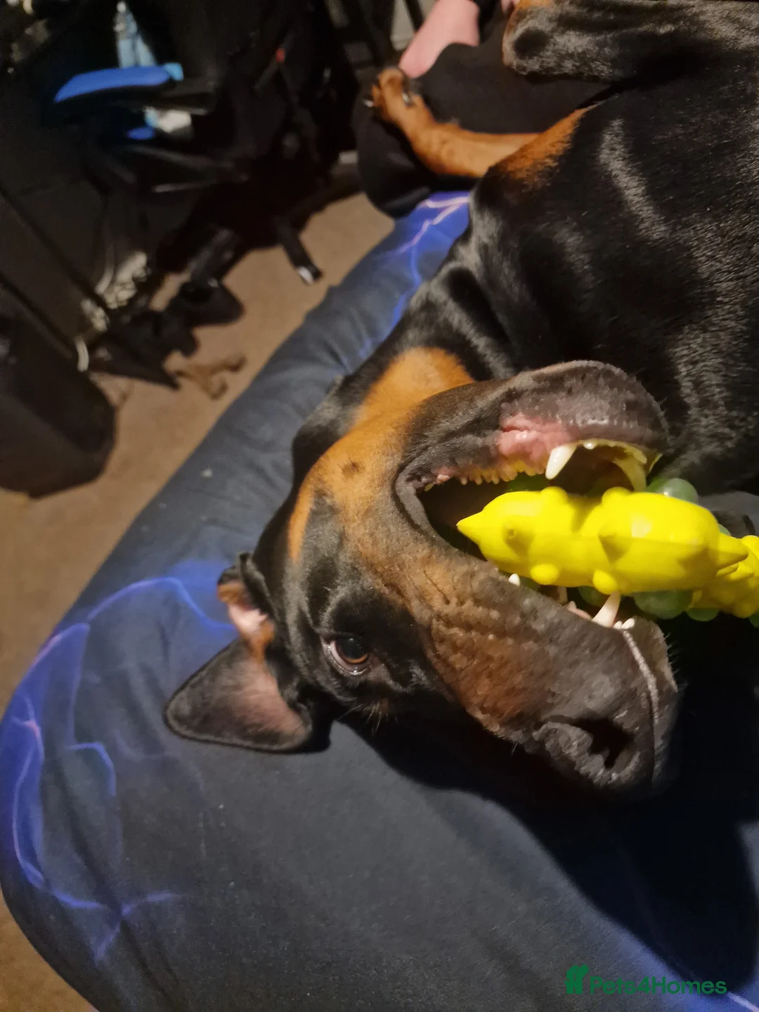 Dobermann dogs for sale: Dobermann pup - Advert 8