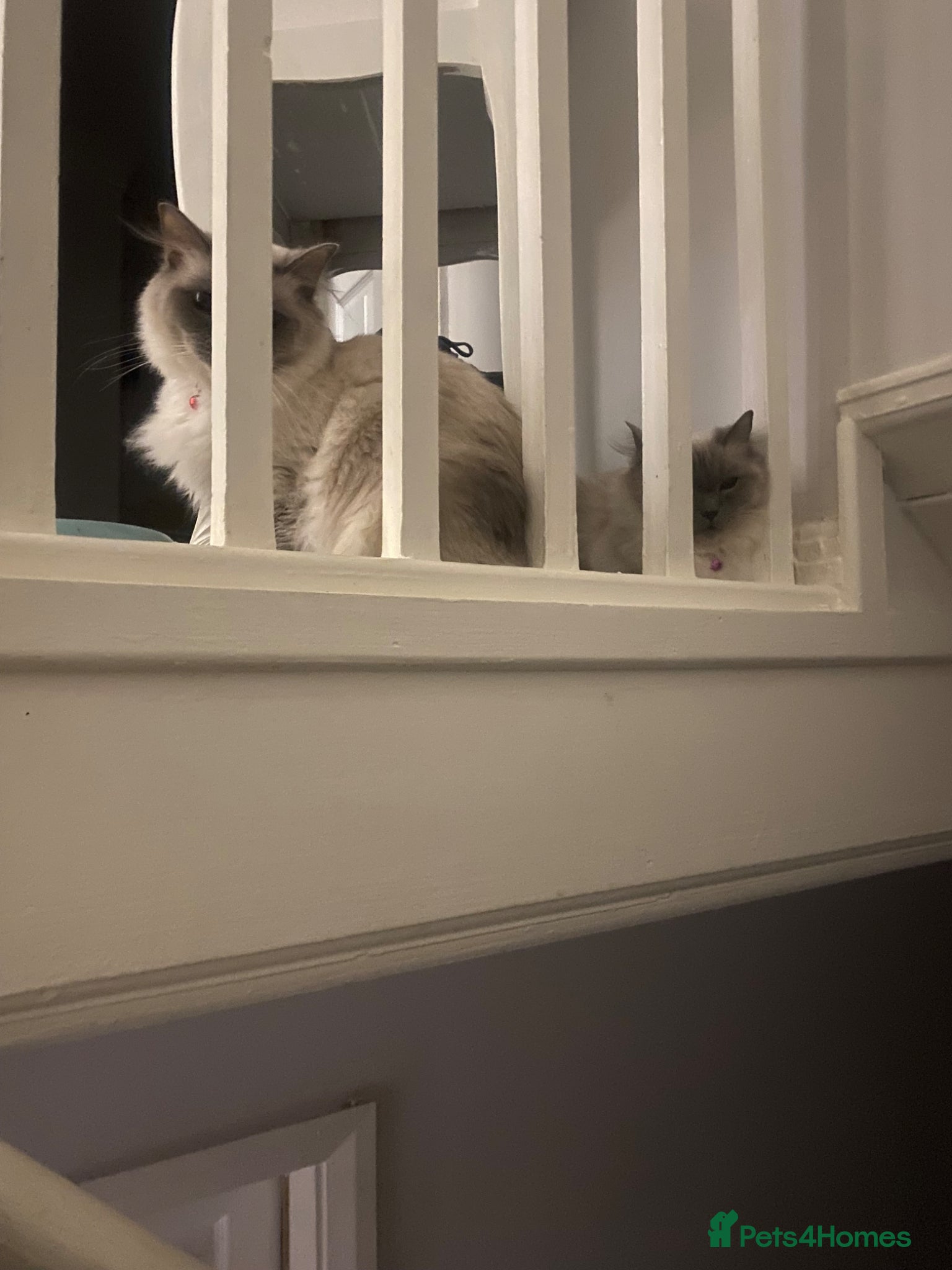 Ragdoll cats Ragdolls  - Advert 11