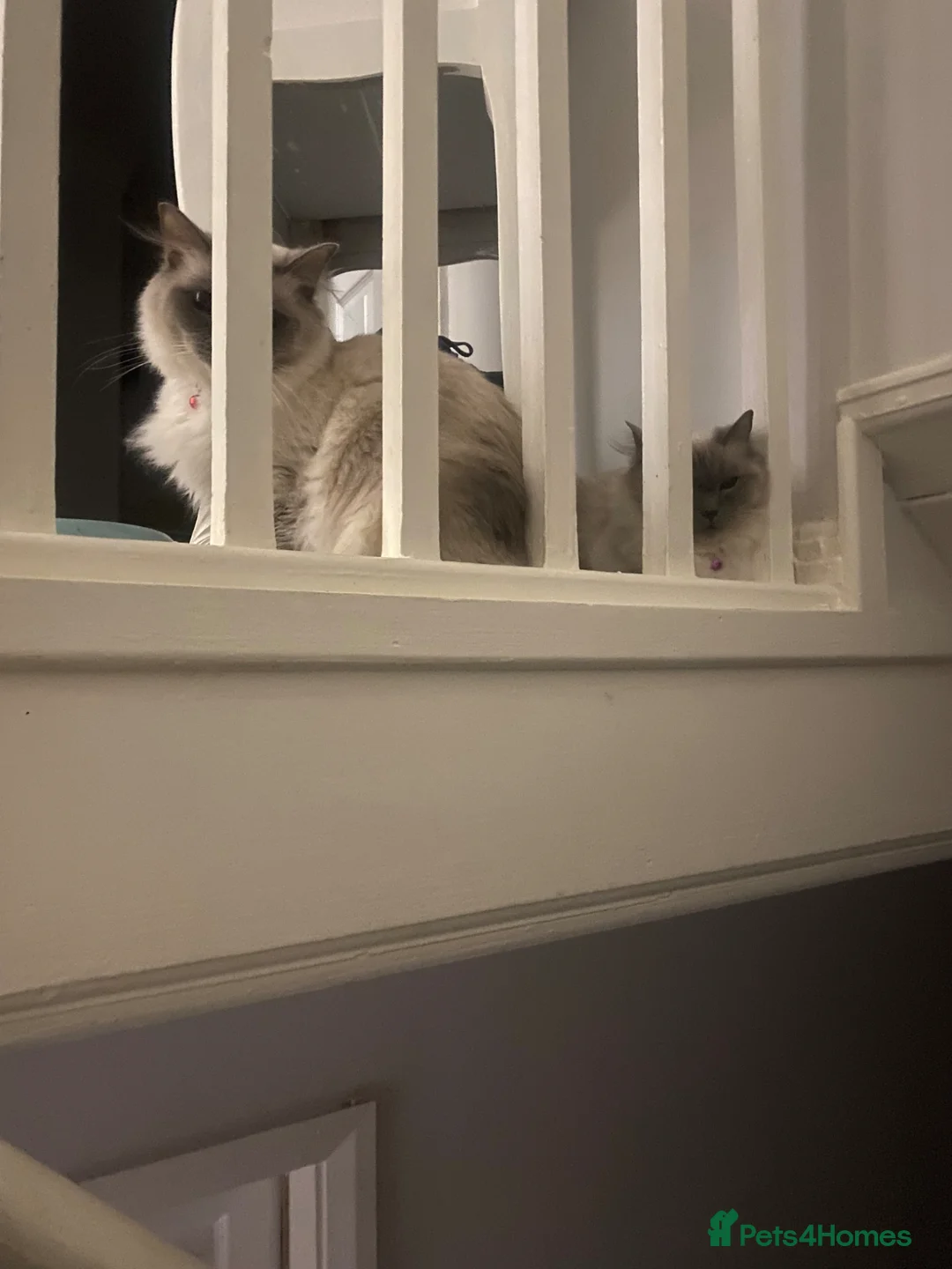 Ragdoll cats for sale: Ragdolls  - Advert 1