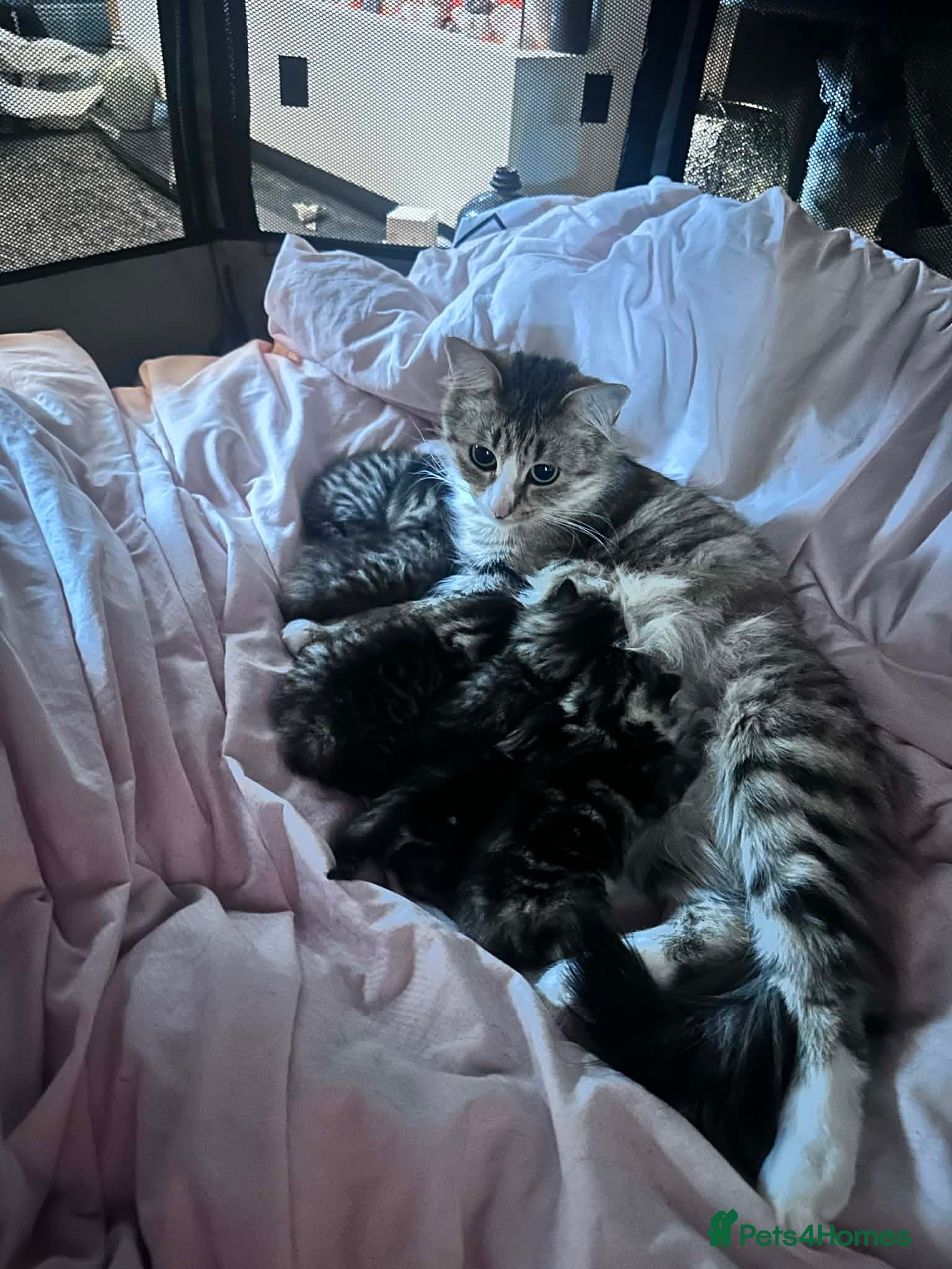Mixed Breed cats Stunning Kittens For Sale(Bengal half Maincoon) - Advert 2