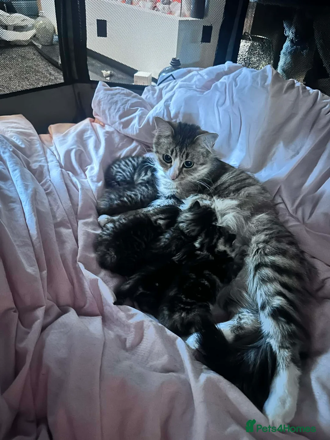 Mixed Breed cats for sale: Stunning Kittens For Sale(Bengal half Maincoon) in Cowdenbeath - Advert 1