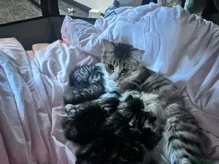 Mixed Breed cats Stunning Kittens For Sale(Bengal half Maincoon) - Advert 2