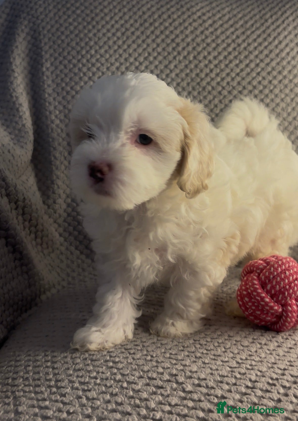 Maltipoo dogs MALTIPOO PUPPIES/ READY TO GO - Advert 1