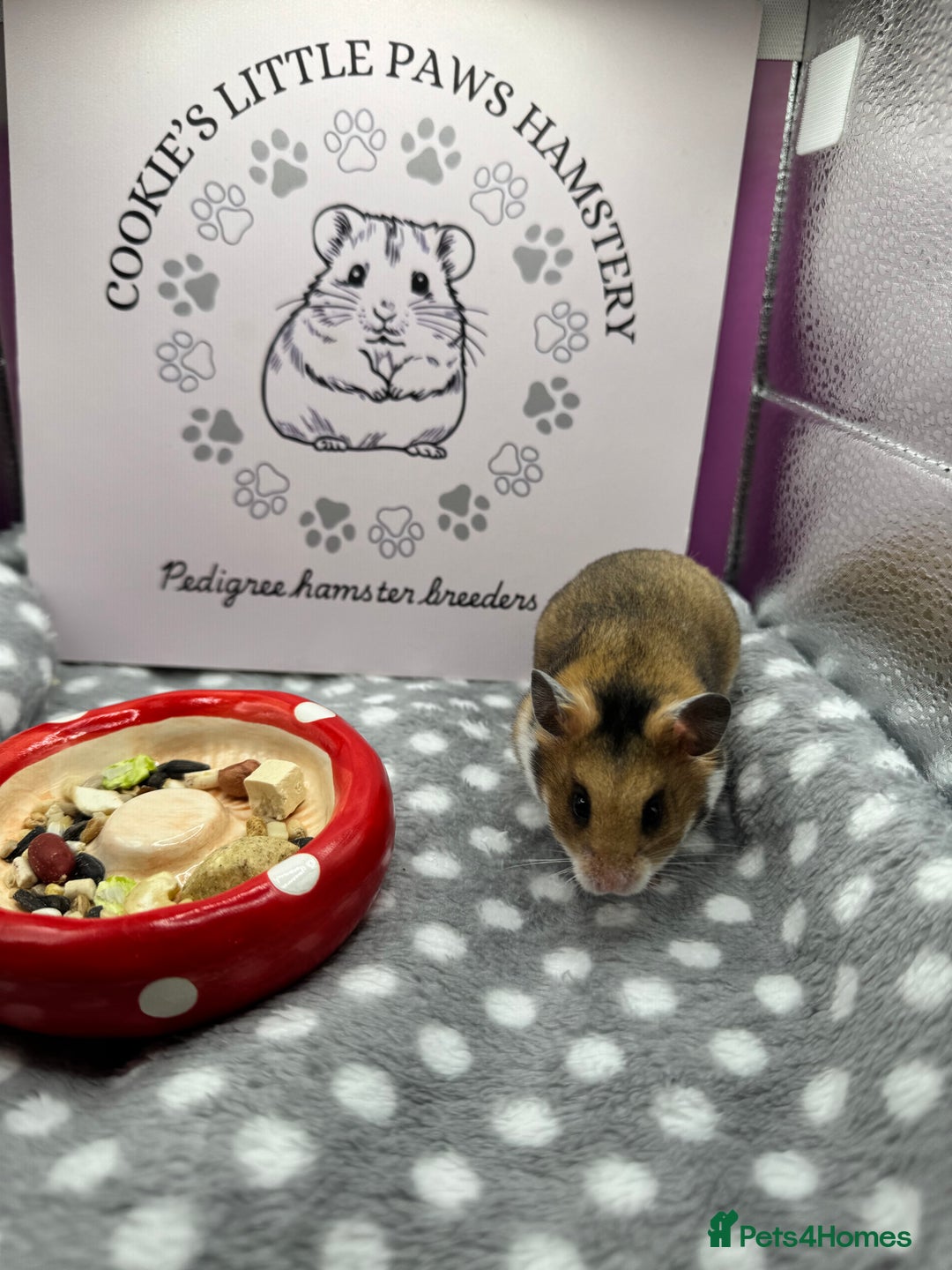 Hamster rodents for sale: Pedigree Syrian hamsters  - Advert 1